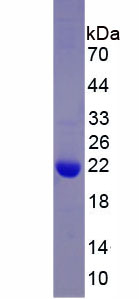 Active Tumor Necrosis Factor Beta (TNFb)