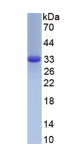 Active Collagen Type I Alpha 2 (COL1a2)