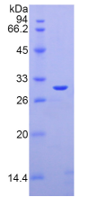 Active Galectin 3 (GAL3)