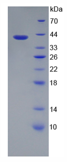 Active Galectin 4 (GAL4)