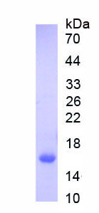 Active Galectin 9 (GAL9)