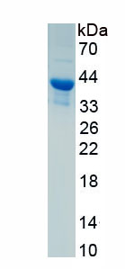 Active Complement Component 4a (C4a)