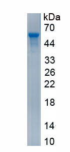 APA394Hu02.jpg