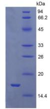 Active Growth Differentiation Factor 9 (GDF9)