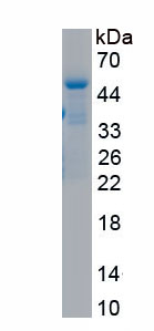 APA441Hu01.jpg