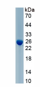 Active Apolipoprotein A1 (APOA1)