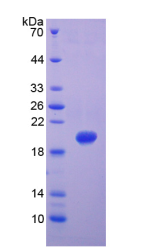 Active Matrix Metalloproteinase 9 (MMP9)