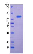 Active Epidermal Growth Factor (EGF)