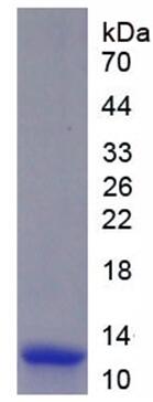 Active <b>S100</b> Calcium Binding Protein A11 (<b>S100</b>A11)