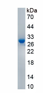 Active Granzyme B (GZMB)