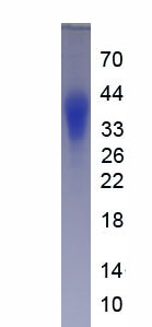 Active Homing Associated Cell Adhesion Molecule (HCAM)