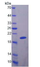 Active Slit Homolog 2 (Slit2)