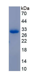 APA684Mu01.jpg