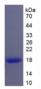 Active Fibroblast Growth Factor 23 (FGF23)