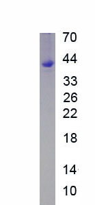 Active Toll Like Receptor 4 (TLR4)