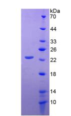 APA781Hu01.jpg