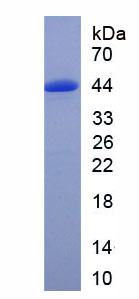 Active Complement Component 3 (C3)