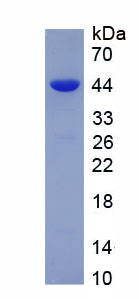 Active Cluster Of Differentiation 200 (CD200)