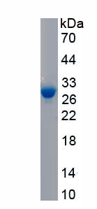 APA929Bo02.jpg