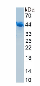 Active Surfactant Associated Protein D (SPD)