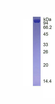 Active VGF Nerve Growth Factor Inducible (VGF)