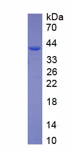 Active VGF Nerve Growth Factor Inducible (VGF)