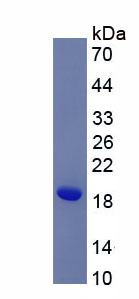 Active Heparin Binding Epidermal Growth Factor Like Growth Factor (HBEGF)