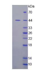 Active Indoleamine-2,3-Dioxygenase (IDO)