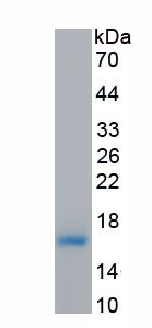 Active B-Lymphocyte Chemoattractant (BLC)