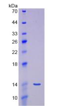 Active Myostatin (MSTN)