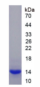 Active Myostatin (MSTN)