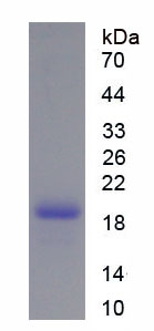 Active Signal Transducer And Activator Of Transcription 3 (STAT3)