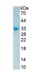 Active Cathepsin S (CTSS)