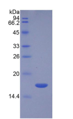 Active Transforming Growth Factor Beta 3 (TGFb3)