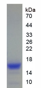 Active Transforming Growth Factor Beta 3 (TGFb3)