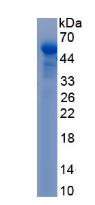 Active Apolipoprotein A4 (APOA4)