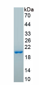 Active Apolipoprotein A5 (APOA5)