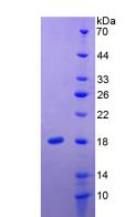 Active Interleukin 24 (IL24)