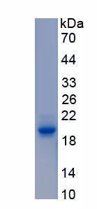 Active Collagen Type VI Alpha 1 (COL6a1)