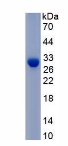 Active Multimerin 1 (MMRN1)