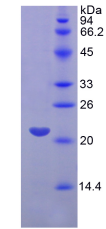 Active Fibroblast Growth Factor 13 (FGF13)