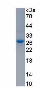 Active Synaptosomal Associated Protein 25kDa (SNAP25)