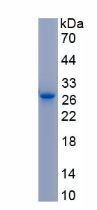 Active Glypican 5 (GPC5)