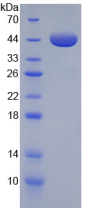 Active Annexin A1 (ANXA1)