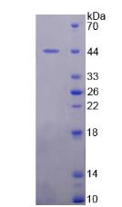 Active Mdm2 p53 Binding Protein Homolog (MDM2)