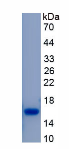 Active Inter Alpha-Globulin Inhibitor H4 (ITIH4)