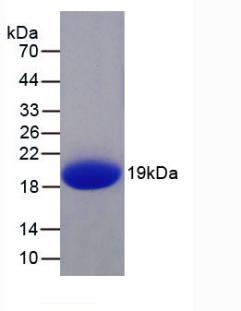 Active Interleukin 1 Family, Member 9 (IL1F9)