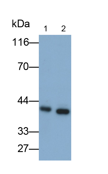 Anti-Extracellular Signal Regulated Kinase 2 (ERK2) Monoclonal Antibody