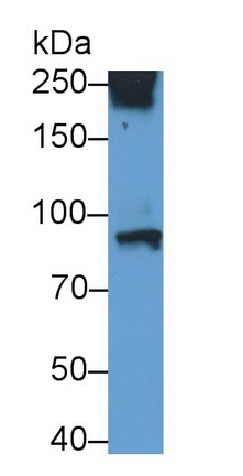 Anti-Transferrin Receptor (TFR) Monoclonal Antibody