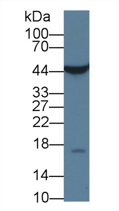 Anti-Beta Actin (ACTB) Monoclonal Antibody